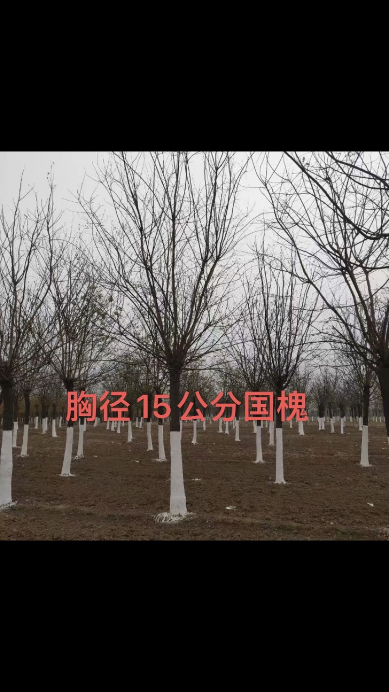 12公分国槐15公分国槐40公分一至四年帽国槐
