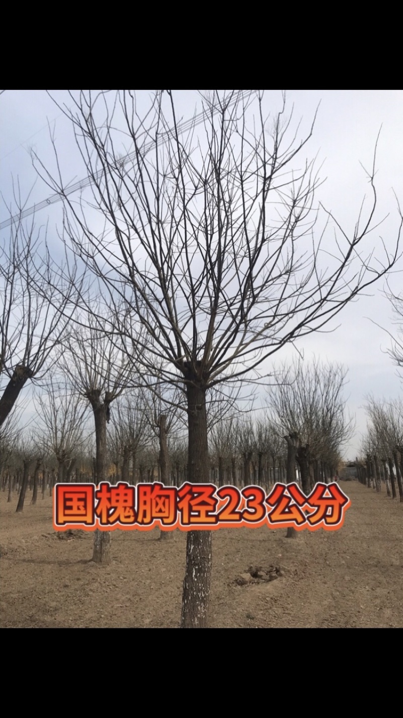 12公分国槐15公分国槐40公分一至四年帽国槐