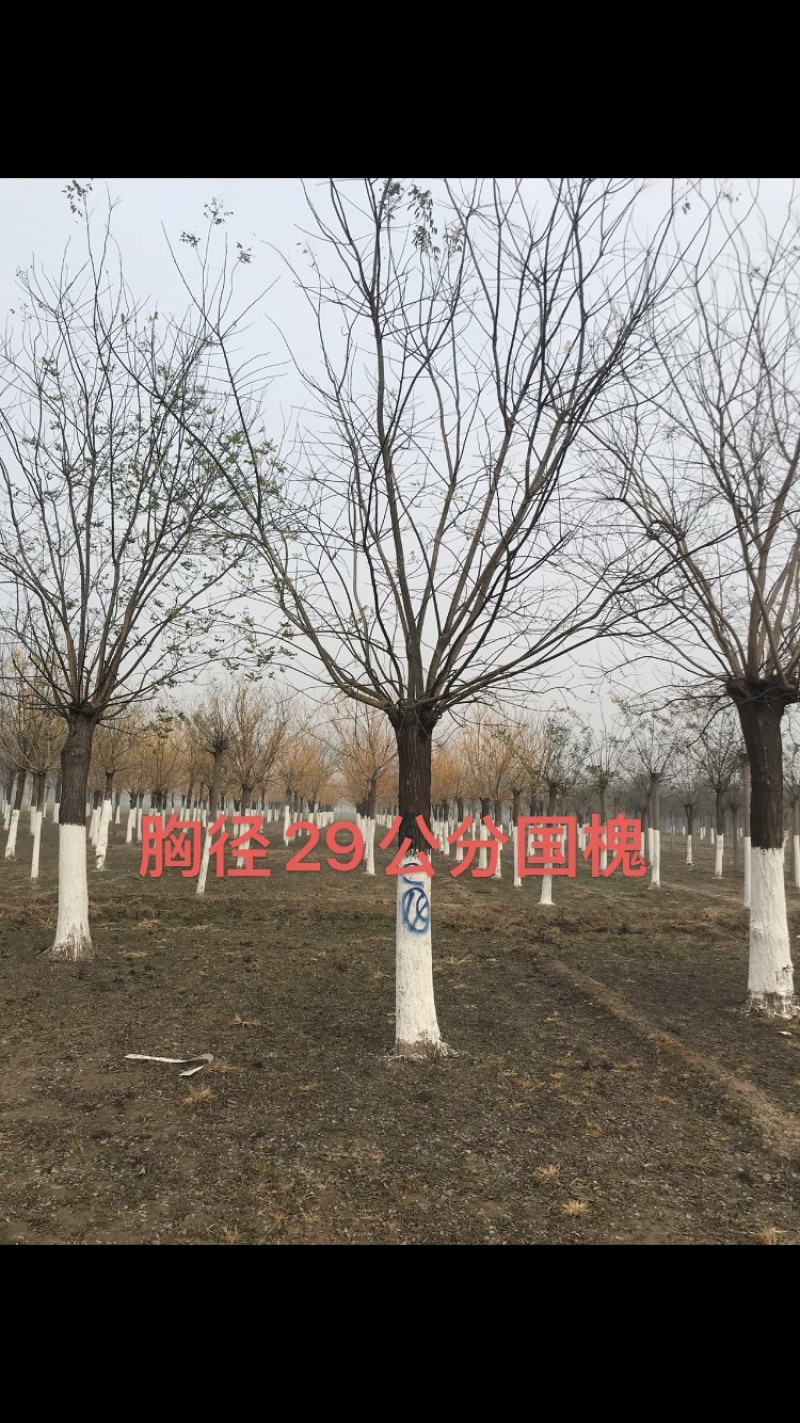 12公分国槐15公分国槐40公分一至四年帽国槐