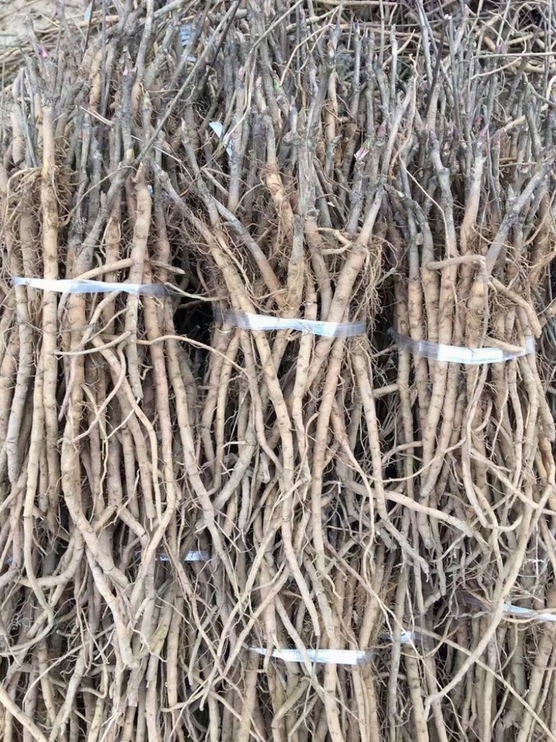 牡丹苗现挖牡丹苗保证新鲜度I111