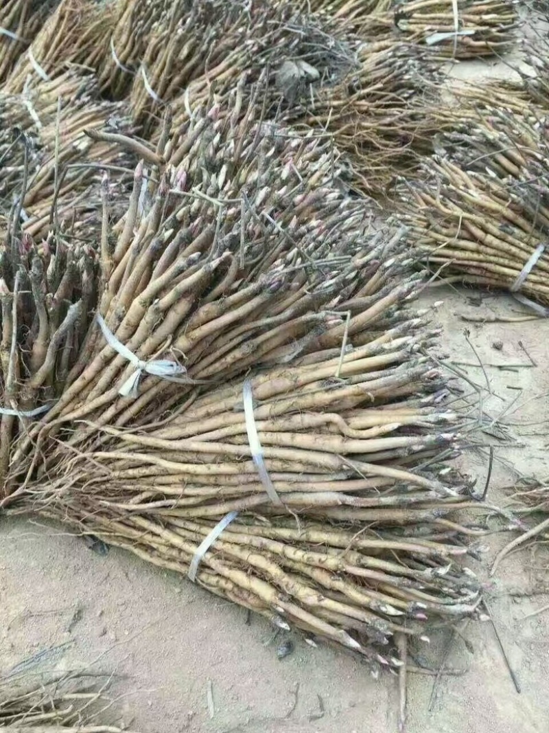 牡丹苗现挖牡丹苗保证新鲜度I111