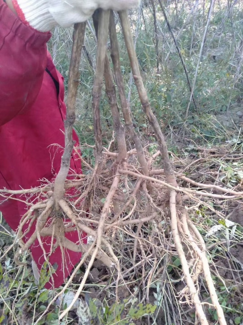 牡丹苗现挖牡丹苗保证新鲜度I111