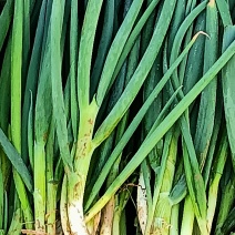 四季香葱批发