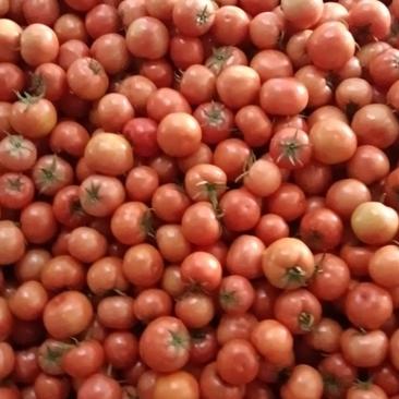 攀枝花市米易县，精品红果西红柿，对接全国市场整车走货