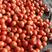攀枝花市米易县，精品红果西红柿，对接全国市场整车走货
