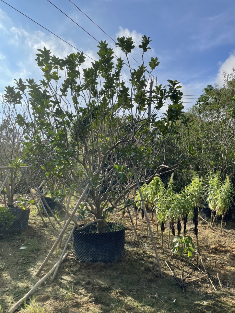 【柚子树】丛生柚子树，地产用苗，开花结果全国发货