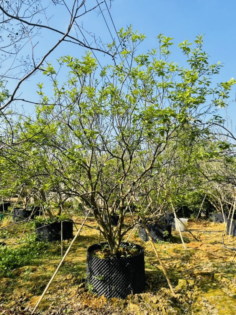 【柚子树】丛生柚子树，地产用苗，开花结果全国发货