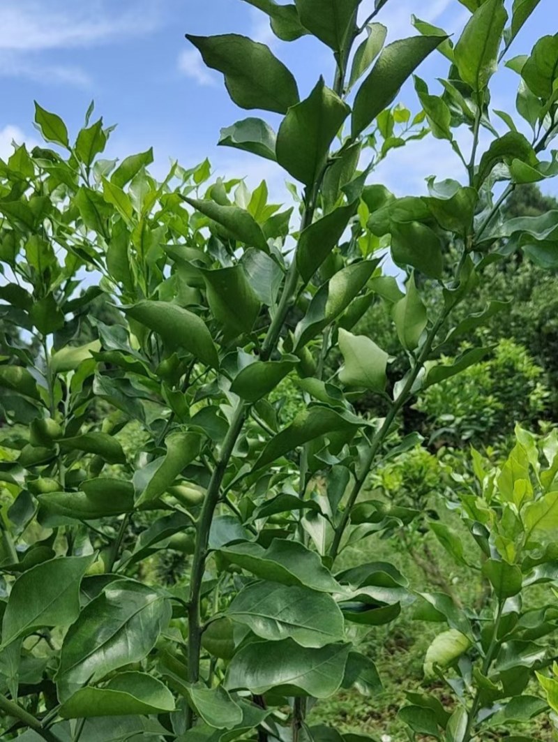 阿蜜达枝条，爱媛46号鲜枝供应，保证品种，签合同