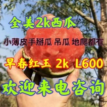 西瓜，早春红玉，全美2k西瓜，京欣西瓜，甜王西瓜保质保量