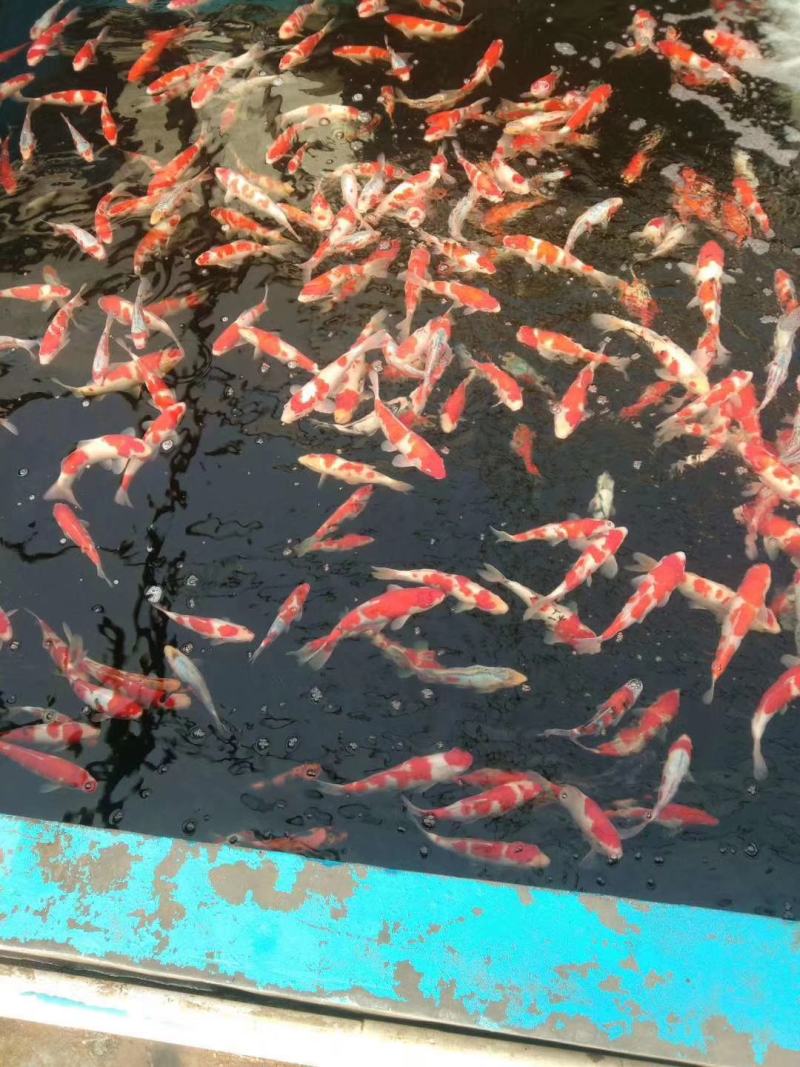 锦鲤【恒泰鱼苗养殖场】