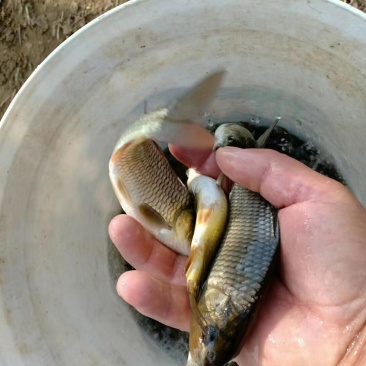锦鲤【恒泰鱼苗养殖场】