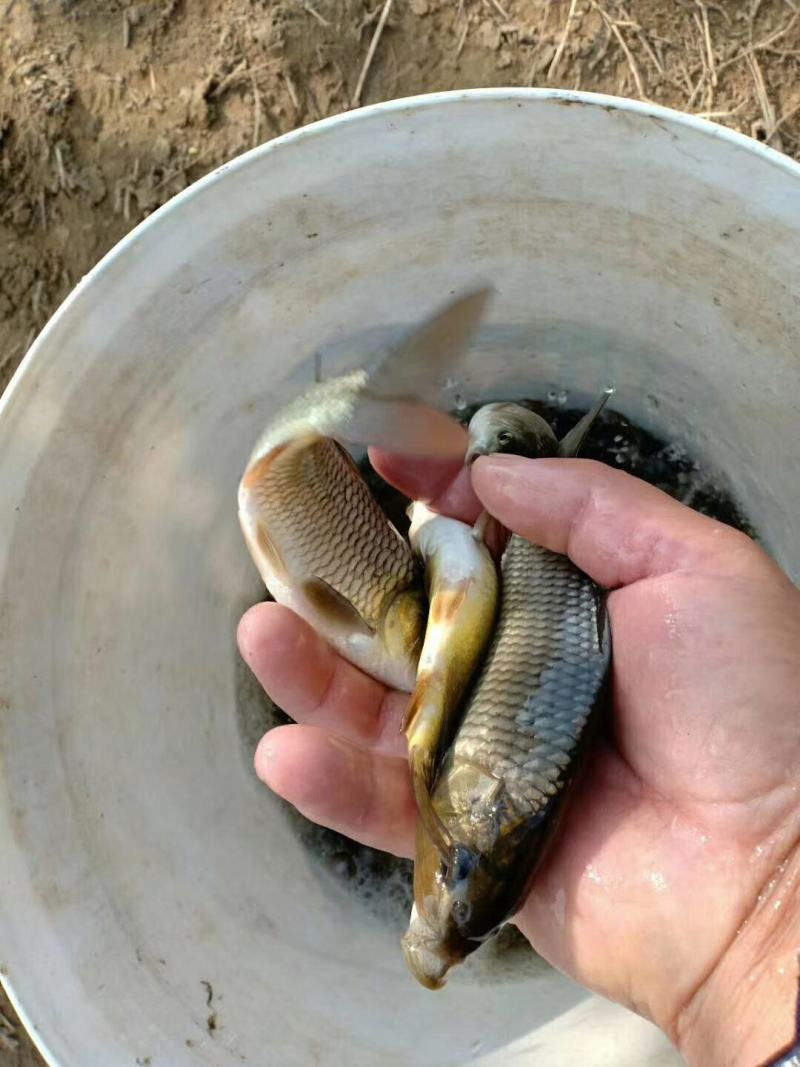 锦鲤【恒泰鱼苗养殖场】