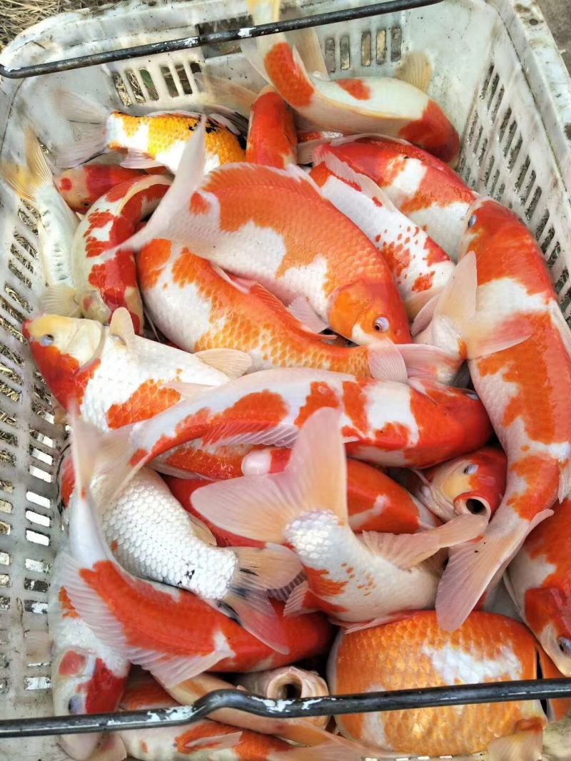 锦鲤【恒泰鱼苗养殖场】