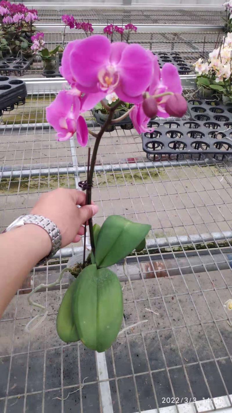 蝴蝶兰