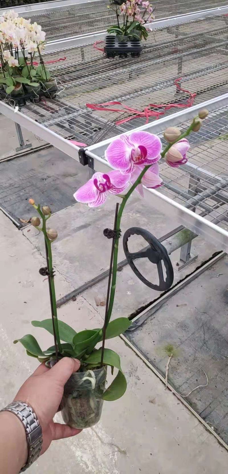 蝴蝶兰