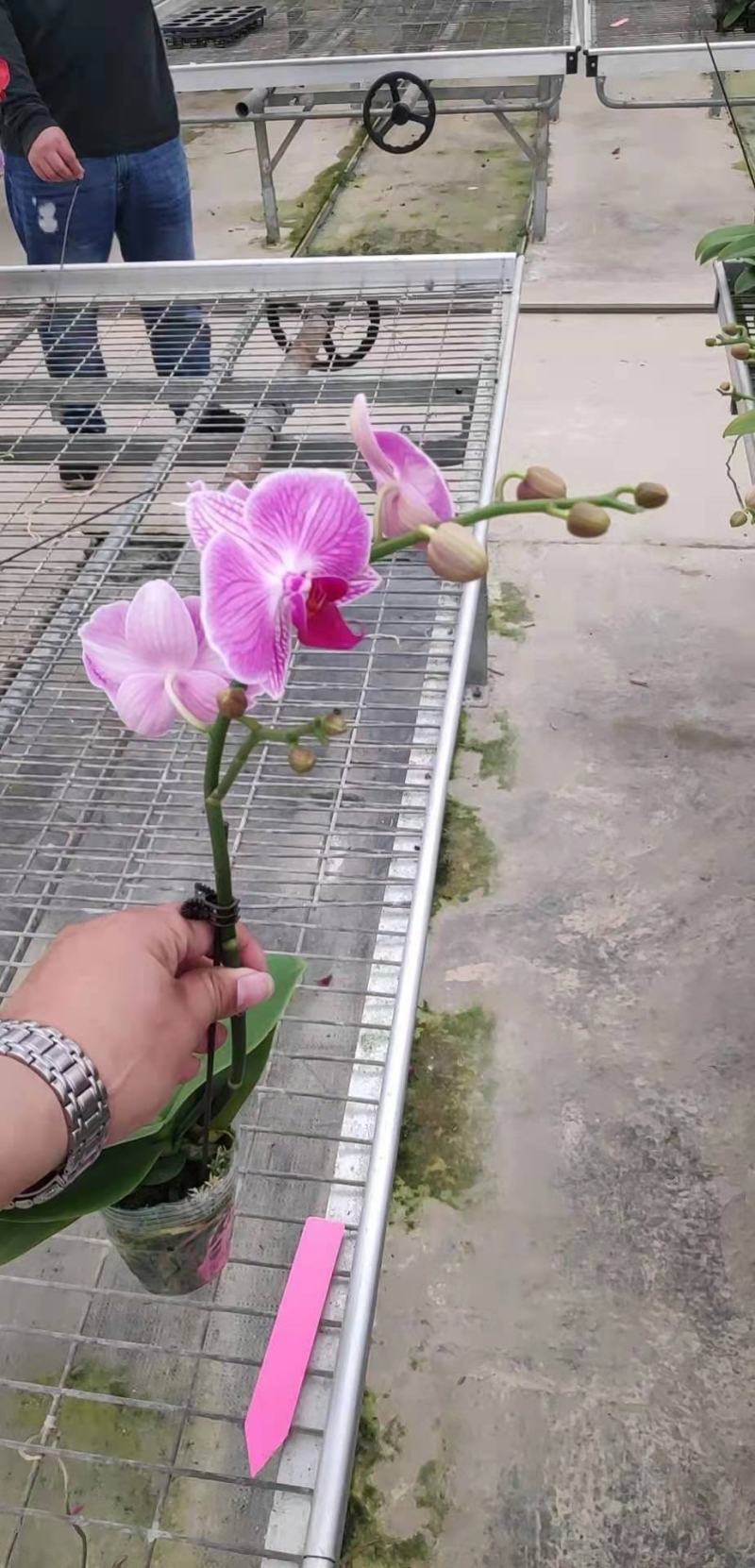 蝴蝶兰