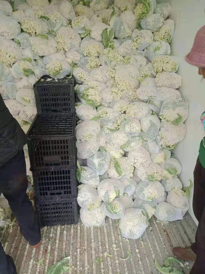 温州有机花小米粒面白商超电商货源充足全国发货