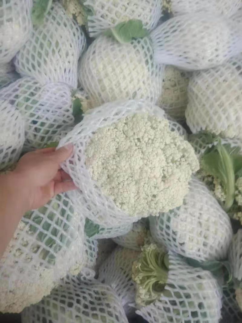 温州有机花小米粒面白商超电商货源充足全国发货