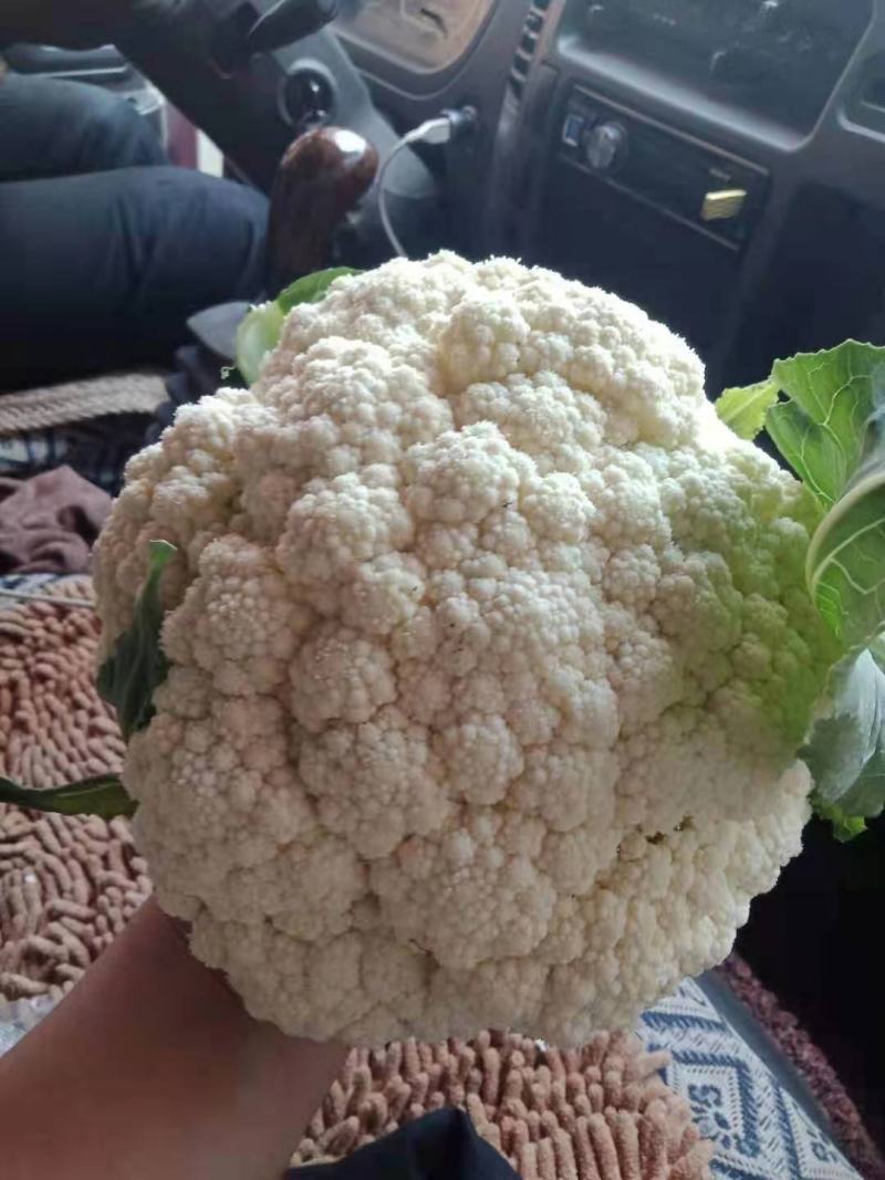 温州有机花小米粒面白商超电商货源充足全国发货