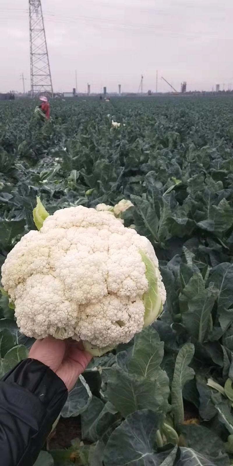 温州有机花小米粒面白商超电商货源充足全国发货
