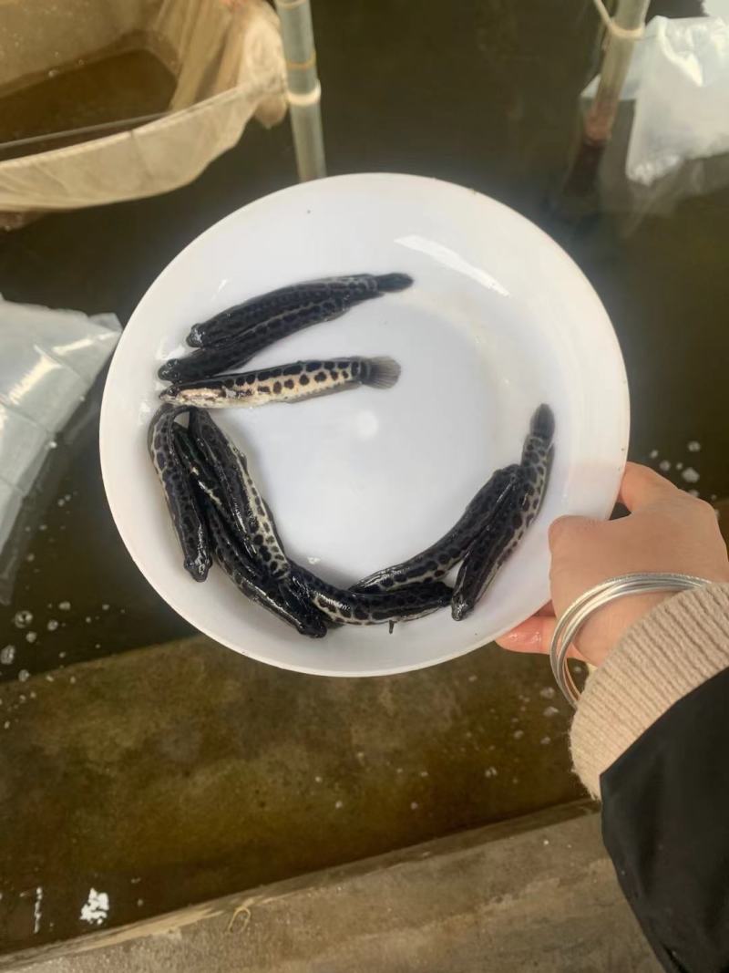 出售：5-7公分黑鱼苗(黑鱼，生鱼)品种优良，易养殖！
