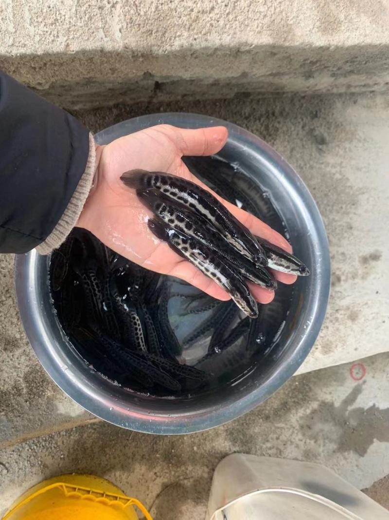 出售：5-7公分黑鱼苗(黑鱼，生鱼)品种优良，易养殖！