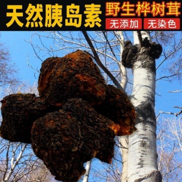 正品特级桦树茸黑金俄罗斯进口野生白桦茸黑晶黑精