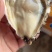 广东三倍体干板薄壳有个数