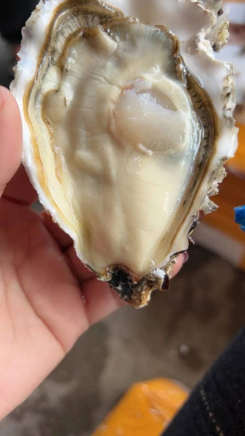 广东三倍体干板薄壳有个数