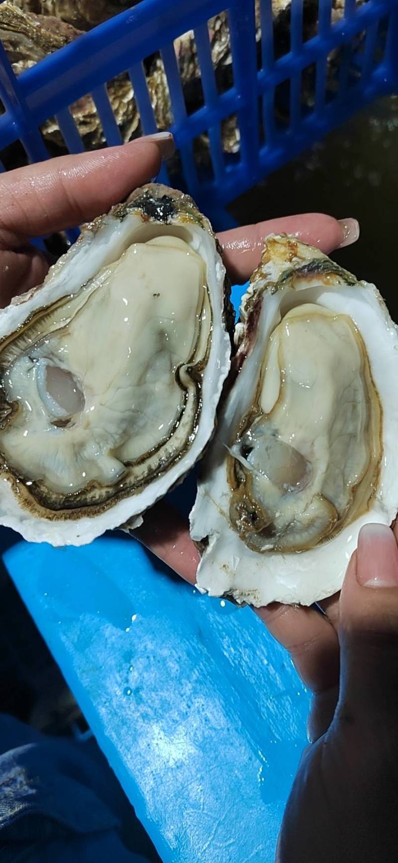 广东三倍体干板薄壳有个数