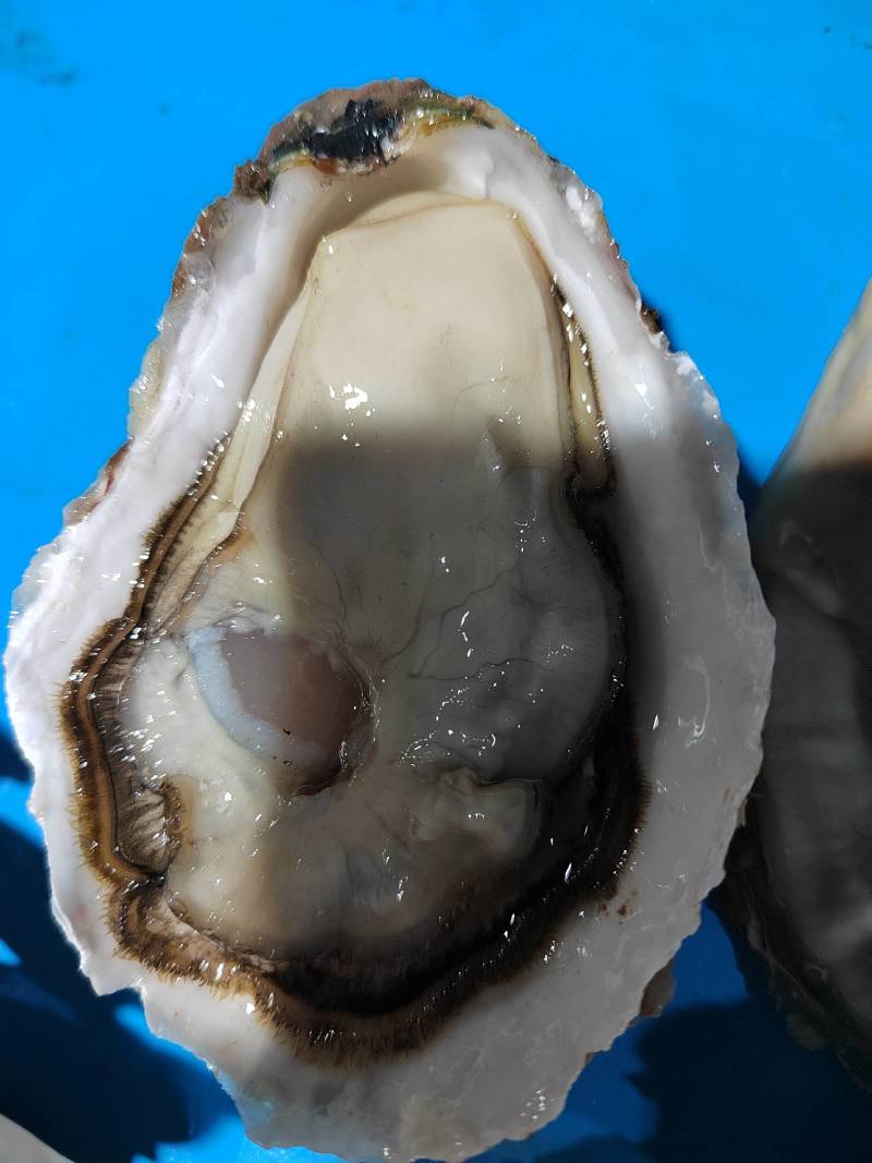 广东三倍体干板薄壳有个数