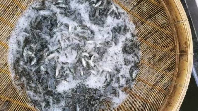 优鲈三号，诚信经营，现货出售，质量保证