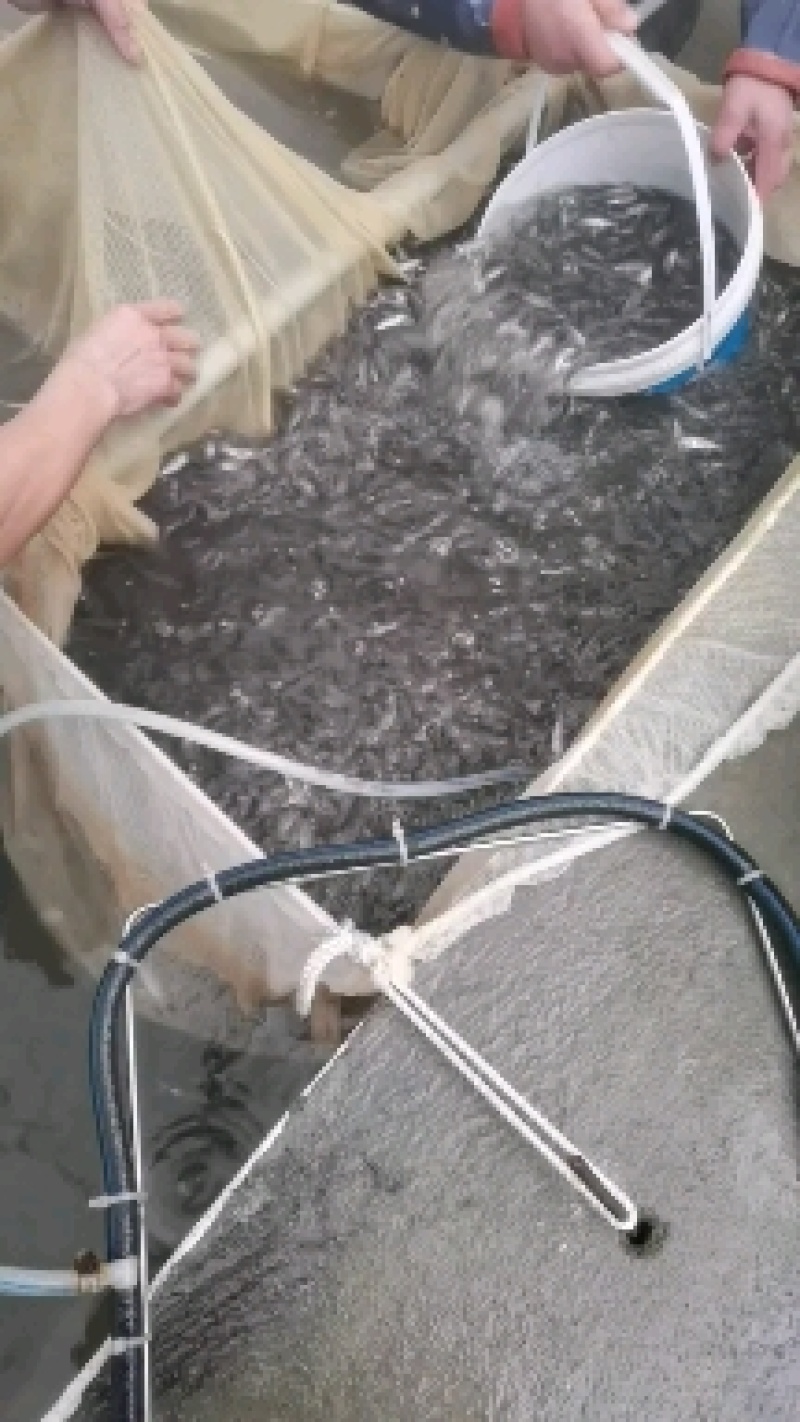 优鲈三号，诚信经营，现货出售，质量保证