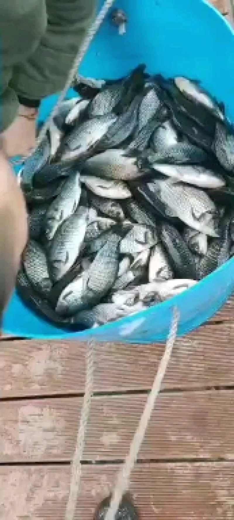 鲫鱼，诚信经营，质量保证