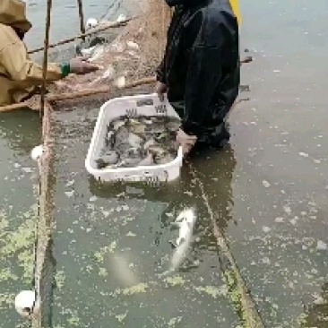太阳鱼，诚信经营，质量保证，自家养殖