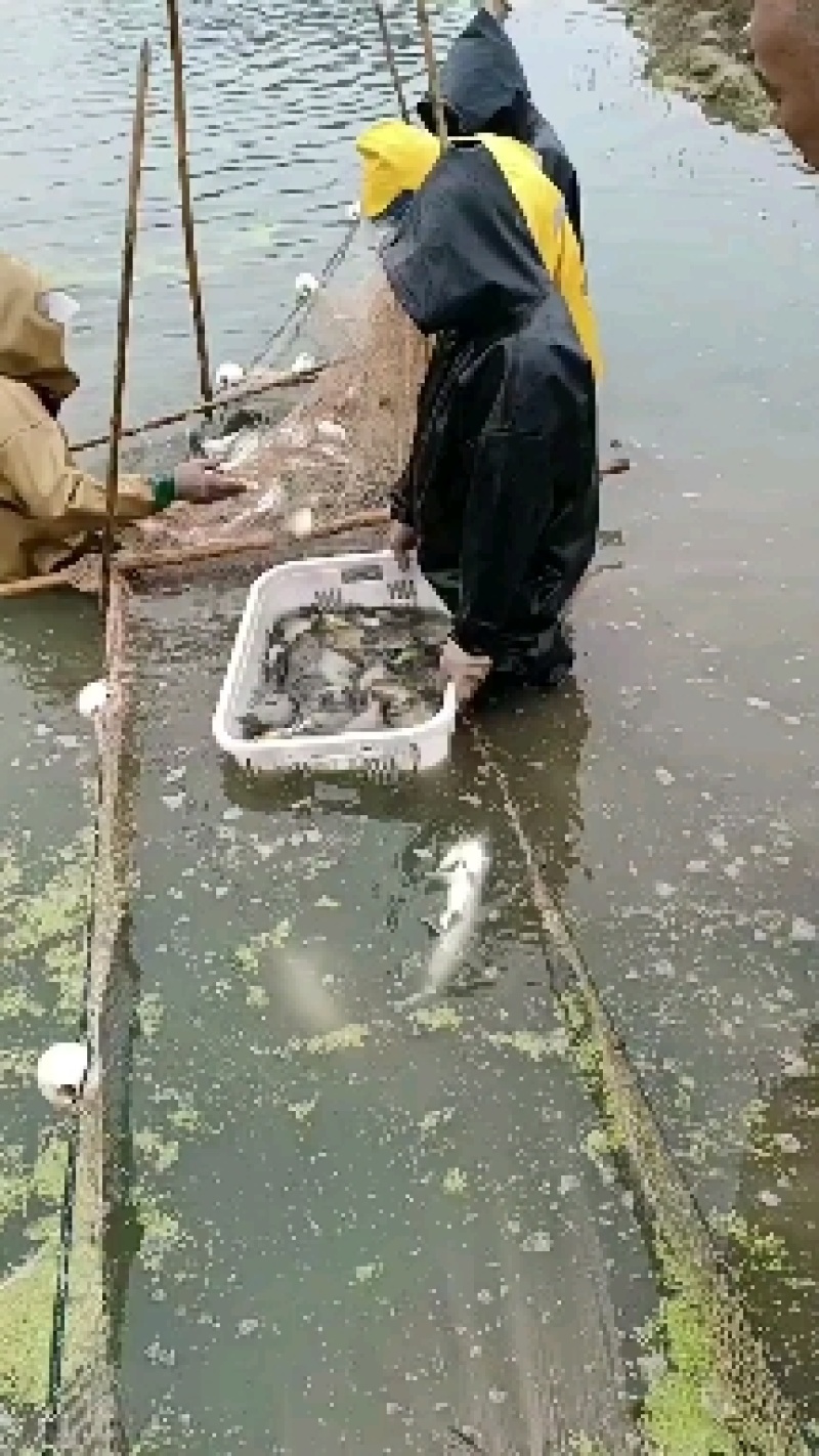 太阳鱼，诚信经营，质量保证，自家养殖