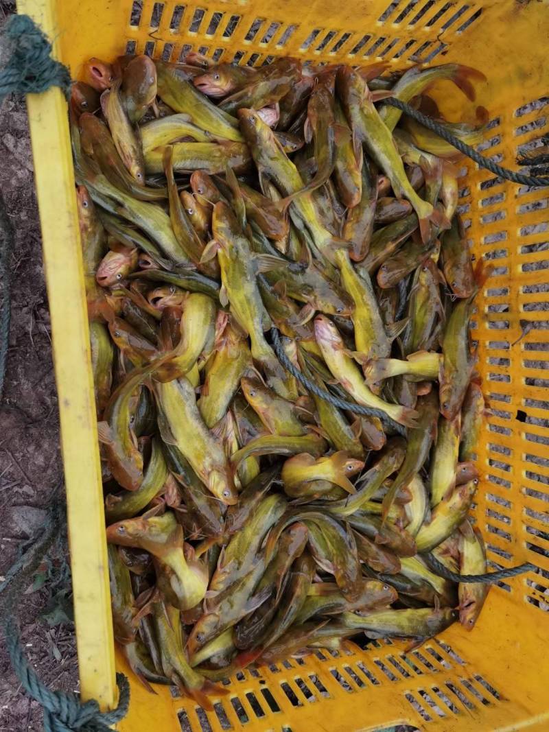 黄桑鱼质量保证，诚信经营