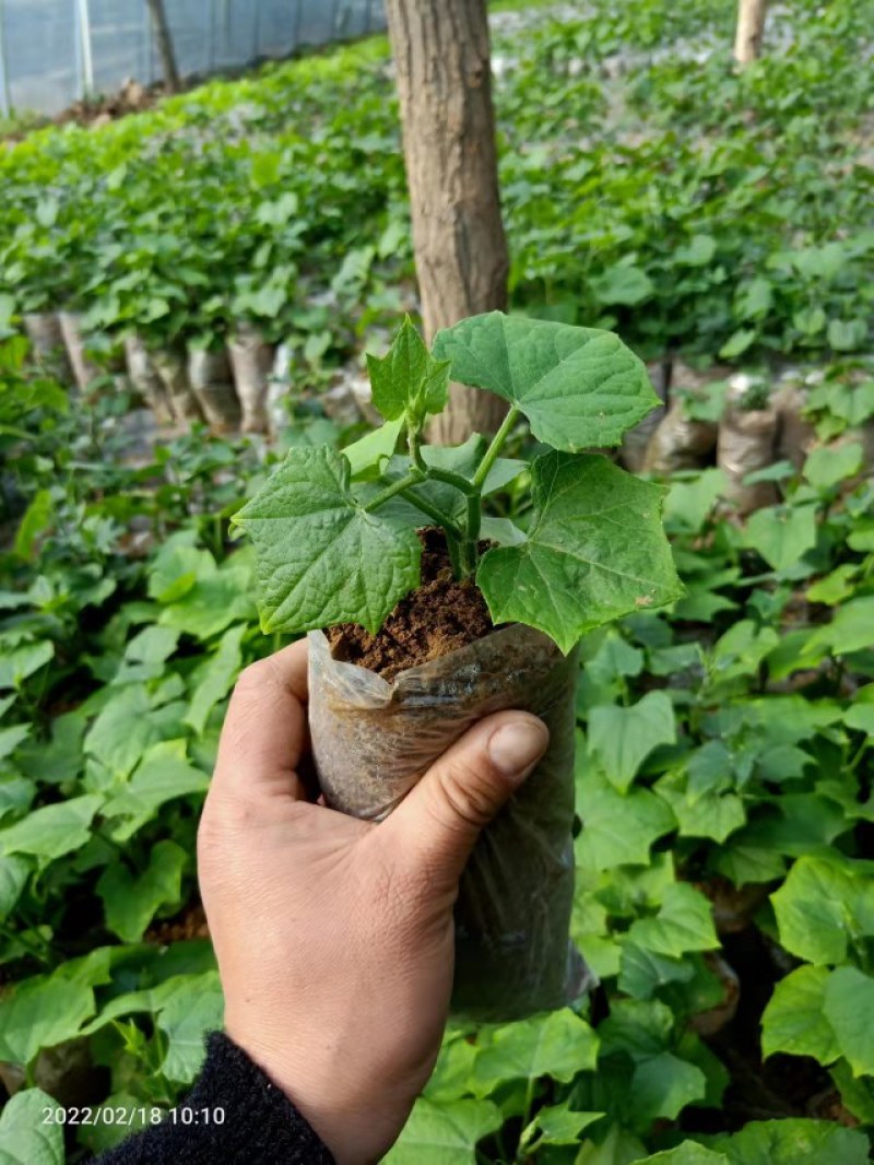 大量出售优质佛手苗，根系好，成活率高，量大从优。