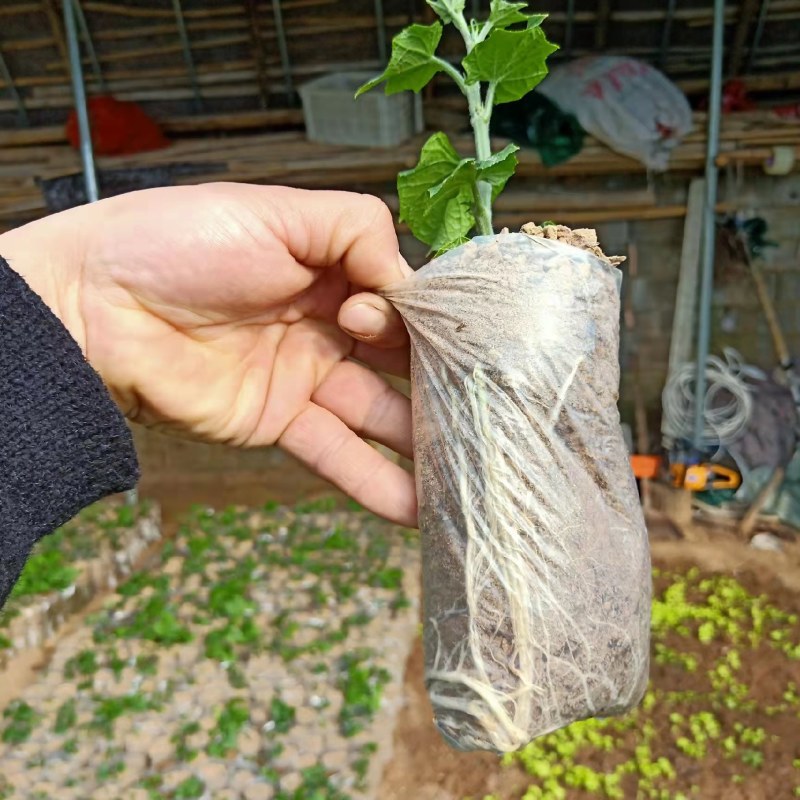 大量出售优质佛手苗，根系好，成活率高，量大从优。