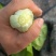 精品奶白菜、常年供货、长年有货