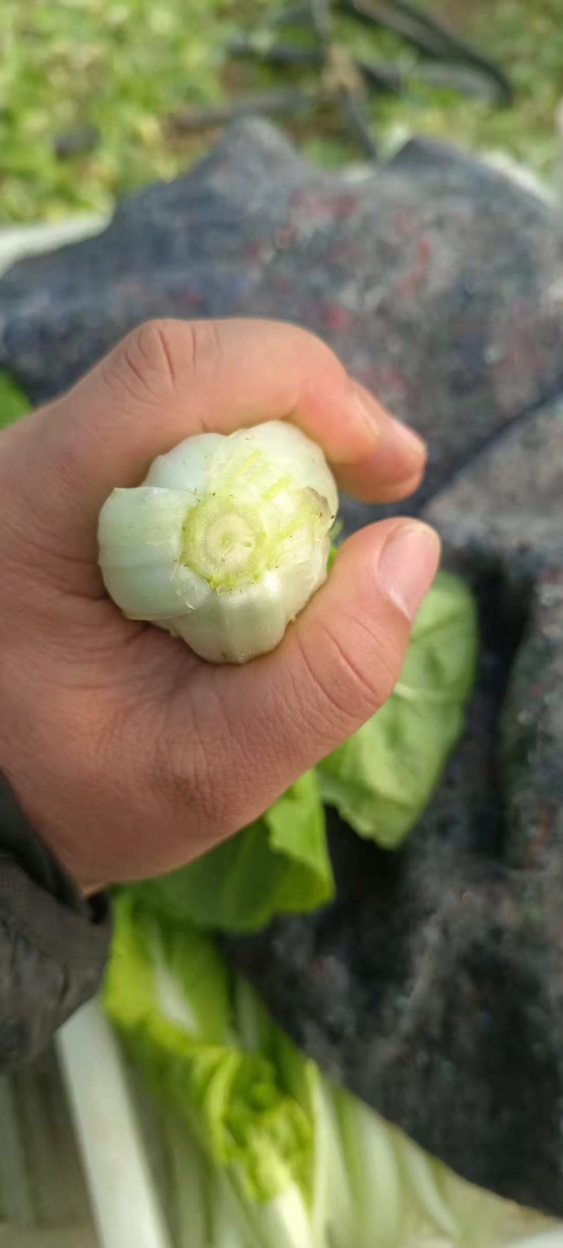 精品奶白菜、常年供货、长年有货