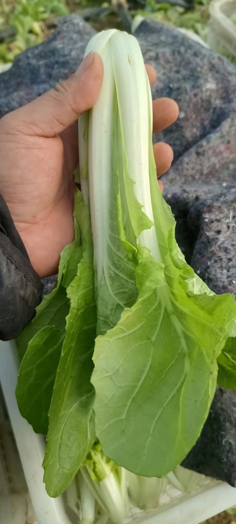 精品奶白菜、常年供货、长年有货