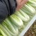 精品奶白菜、常年供货、长年有货