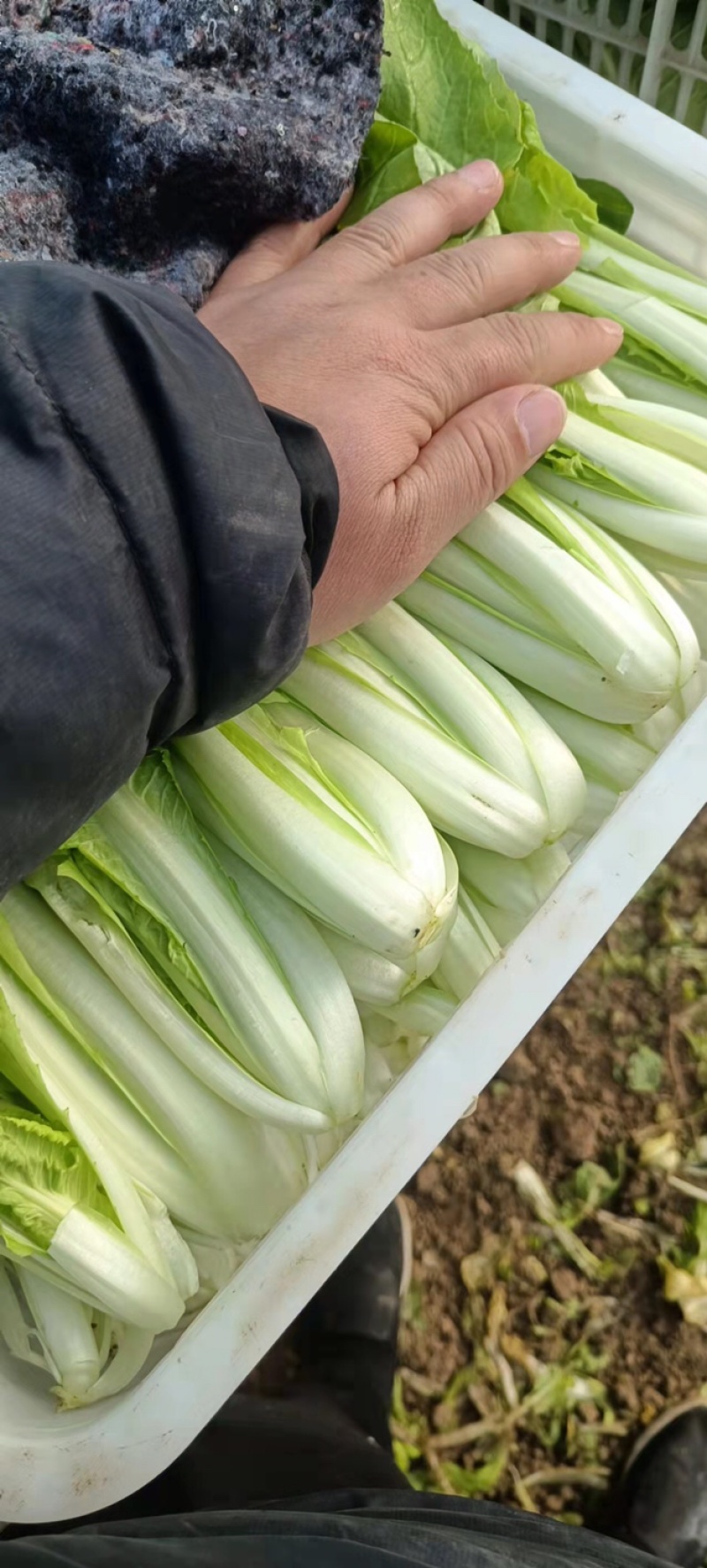 精品奶白菜、常年供货、长年有货