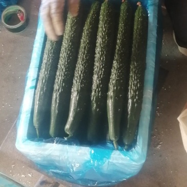 寿光精品无公害蔬菜，有一手货源，产地直发，欢迎新老客户采