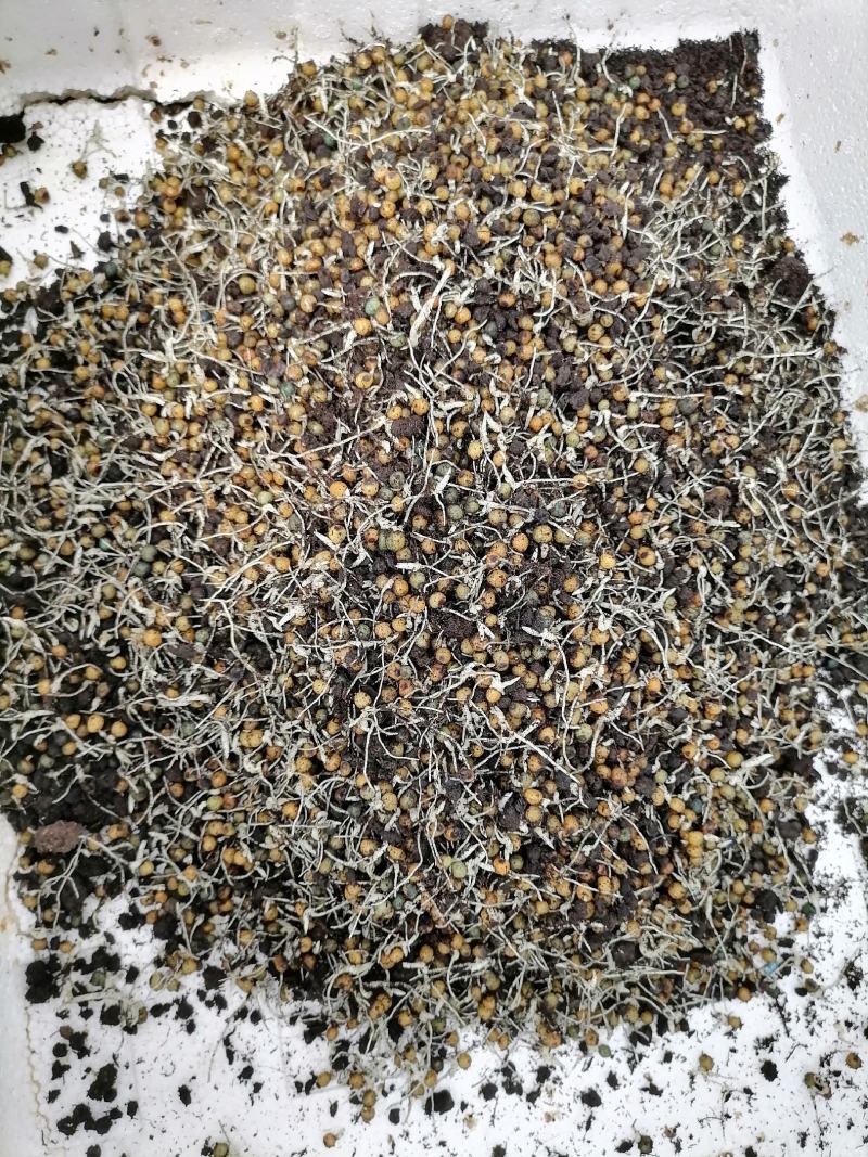 不到苗催芽黄精种子，川黄精种子，四季不到苗黄精籽