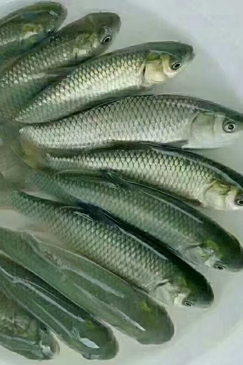 鲤鱼苗