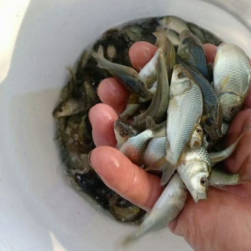 鲤鱼苗
