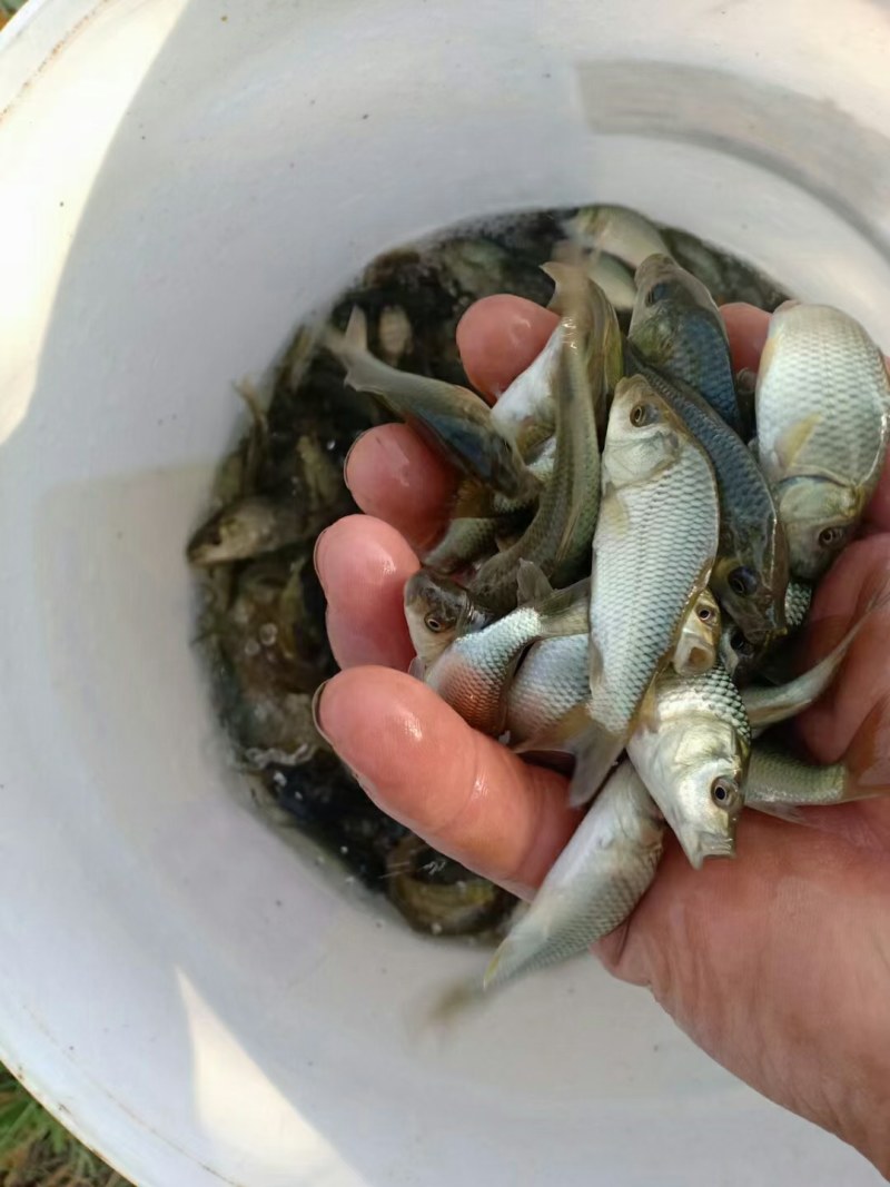 鲤鱼苗