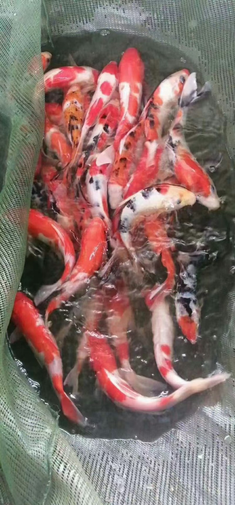 鲤鱼苗